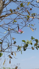 Bauhinia variegata variegata