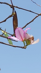 Bauhinia variegata variegata