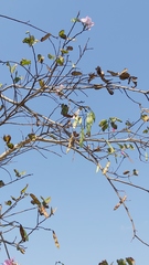 Bauhinia variegata variegata
