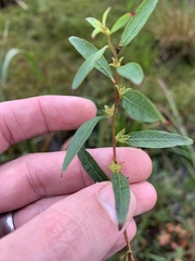 Ludwigia sphaerocarpa