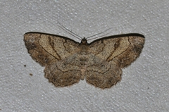 Polymixinia appositaria