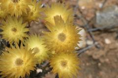 Syncarpha ferruginea