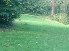 Oryctolagus cuniculus