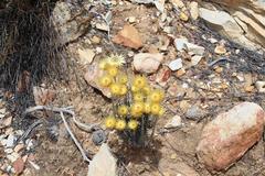 Syncarpha ferruginea