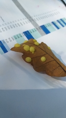 Neuroterus quercusbaccarum