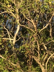 Patagioenas squamosa