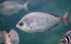 Spondyliosoma emarginatum