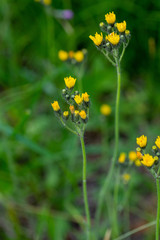 Pilosella dublitzkii