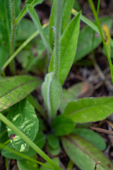 Pilosella dublitzkii