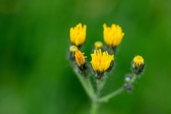 Pilosella dublitzkii