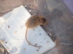 Gerbilliscus leucogaster