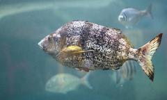 Nemadactylus monodactylus