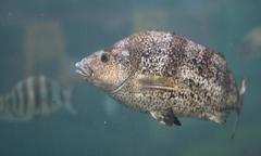 Nemadactylus monodactylus