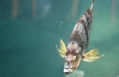 Nemadactylus monodactylus