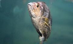 Nemadactylus monodactylus