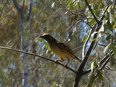 Chlamydera guttata