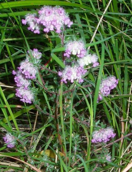 Eswati Heath