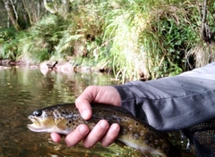 Salmo trutta fario