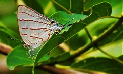 Hemiolaus caeculus