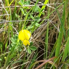 Crotalaria excisa