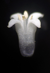 Exallage auricularia