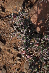 Ruschia cradockensis