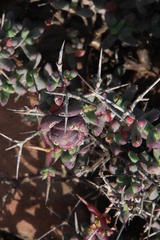 Ruschia cradockensis