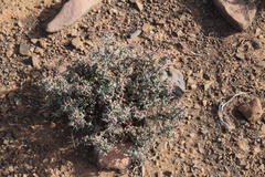 Ruschia cradockensis