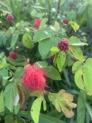 Calliandra tergemina emarginata