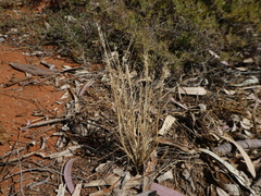 Enneapogon polyphyllus