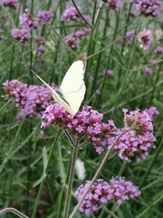 Pieris