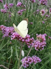 Pieris