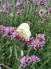 Pieris