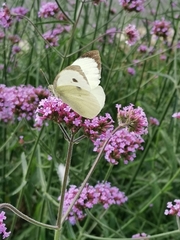 Pieris