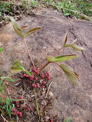 Lannea edulis var. edulis image