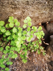 Adiantum chilense scabrum