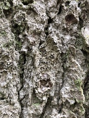 Felipes leucopellaeus