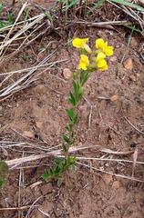 Pearsonia aristata