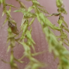Drepanocladus