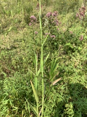 Urochloa platyphylla