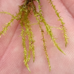 Drepanocladus