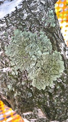 Flavoparmelia caperata