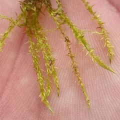 Drepanocladus