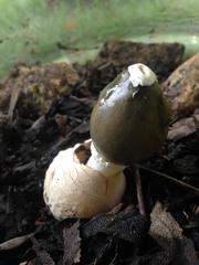 Phallus impudicus togatus