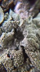 Flavoparmelia caperata