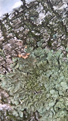 Flavoparmelia caperata