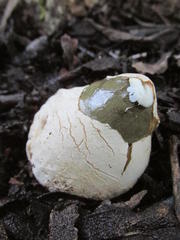 Phallus impudicus togatus
