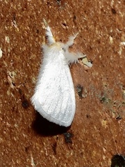 Euproctis panabra