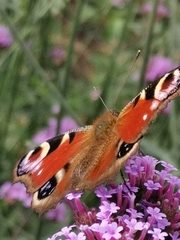 Aglais io
