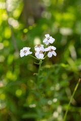 Achillea ledebourii